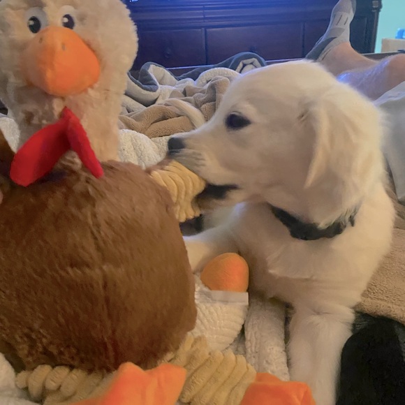 Super Chicken Dog Toys 18” Play, Tug, Toss and Fetch - Picture 5 of 12